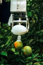 Meet the farm robot that picks citrus fruit