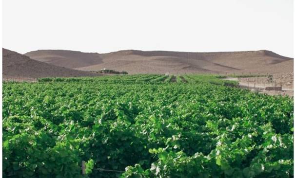 https://static.jforum.fr/wp-content/uploads/2022/11/2022-11-06-12_42_28-Une-nouvelle-generation-de-viticulteurs-fait-fleurir-le-desert-du-Neguev-The-T-696x421.jpg