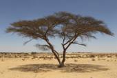 An acacia tree in the Negev Desert (photo credit: Nati Shohat/Flash 90)