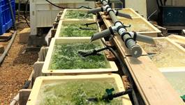 algae growing580