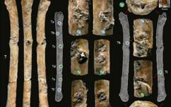  Les fragments de sept flûtes découverts dans le nord d'Israël, probablement utilisés pour la chasse aux oiseaux il y a environ 12 000 ans. (Crédit : Hamoudi Khalaily/IAA)