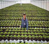  A Hydroponic farm which grows lettuce in a greenhouse, in the Jewish settlement of Migdal Oz, Gush Etzion, on March 29, 2023. Illustration. (photo credit: GERSHON ELINSON/FLASH90)