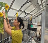  Prof. Yasmine Meroz with sunflowers. (photo credit: TEL AVIV UNIVERSITY)