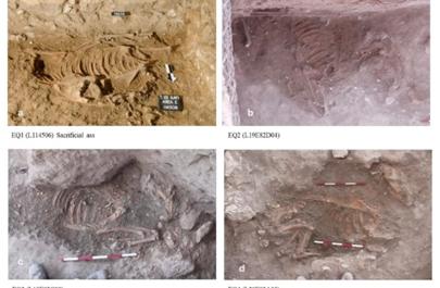 The remains of four donkeys found in Tell es-Safi, south Israel, July 2025. (credit: Elizabeth R. Arnold et al./Plos One)